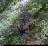Kondalilla Falls Circuit Kondalilla National Park - Lennox Head Accommodation