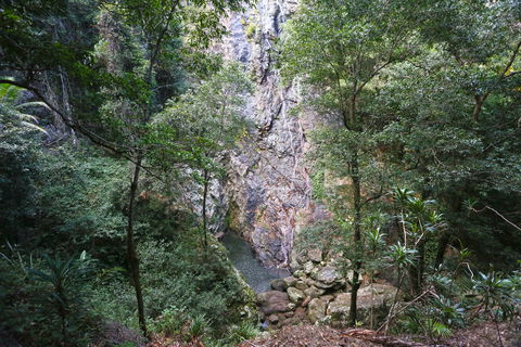 Kondalilla Falls Circuit, Kondalilla National Park - Lennox Head Accommodation 0