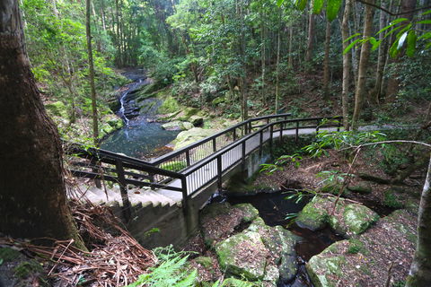 Kondalilla Falls Circuit, Kondalilla National Park - Lennox Head Accommodation 2
