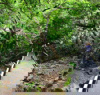 Rainforest Loop Walk Budderoo National Park - Lennox Head Accommodation