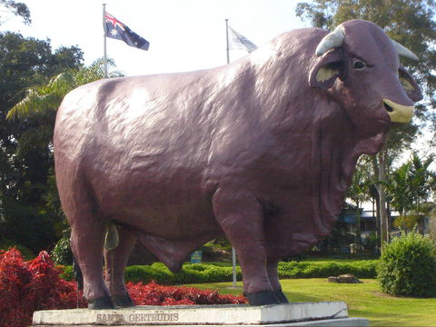 Rockhampton Bull Statues - Lennox Head Accommodation 1