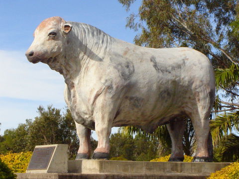 Rockhampton Bull Statues - Lennox Head Accommodation 2