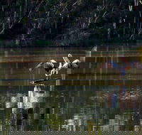 Seaham Swamp Nature Reserve - Lennox Head Accommodation