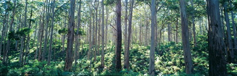 Southern Forests - Lennox Head Accommodation 0