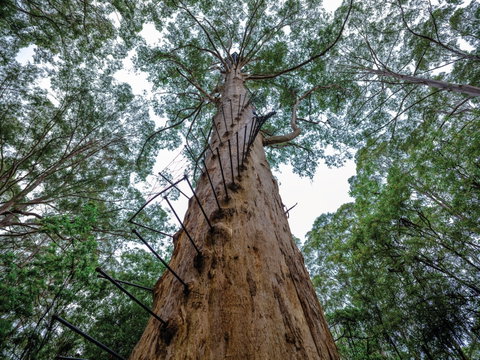 Southern Forests - Lennox Head Accommodation 2