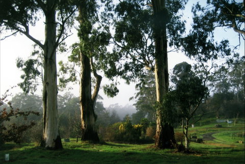 Tasmanian Arboretum Inc. - The - Lennox Head Accommodation 1
