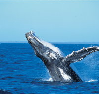 Whale Watching on Keswick Island - Lennox Head Accommodation