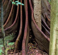 Wingham Brush Nature Reserve - Lennox Head Accommodation