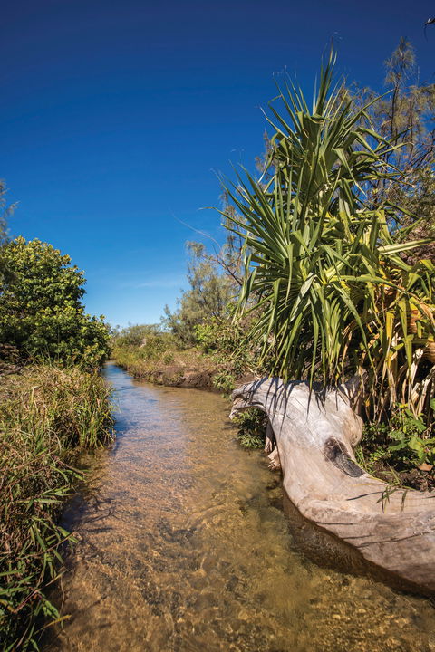 Freshwater Creek Track, Byfield National Park - Lennox Head Accommodation 2