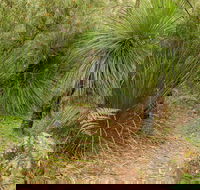 Grass Tree Circuit - Lennox Head Accommodation