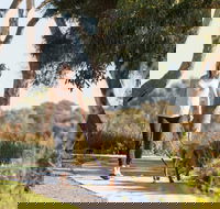 Meningie Walking and Cycling Trails - Lennox Head Accommodation