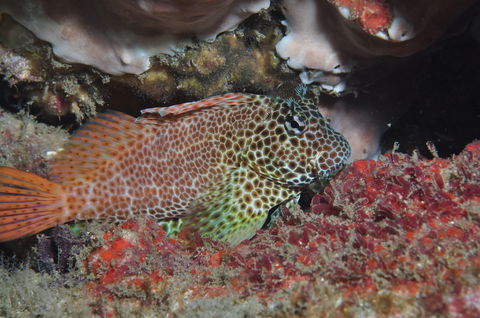 Nine Mile Reef Dive Site - Lennox Head Accommodation 0