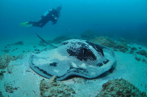Nine Mile Reef Dive Site - Lennox Head Accommodation 1