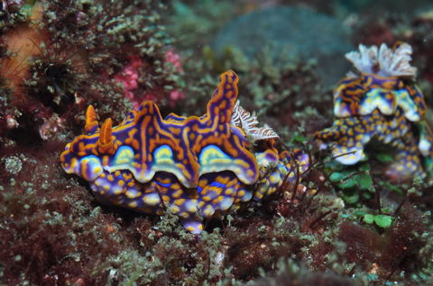 Nine Mile Reef Dive Site - Lennox Head Accommodation 2
