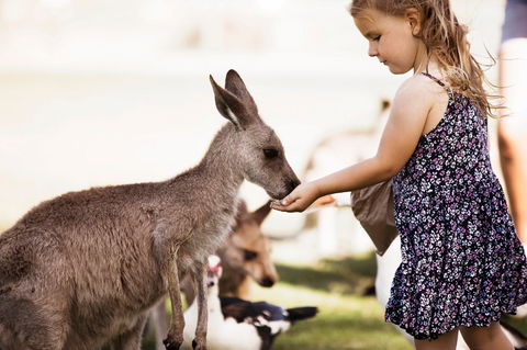 Oakvale Wildlife Park - Lennox Head Accommodation 1