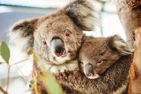 Swan Valley Kids In The Valley Trail - Lennox Head Accommodation 1