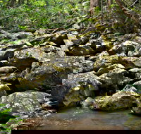 Booyong Walking Track - Lennox Head Accommodation