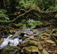 Budderoo National Park - Lennox Head Accommodation