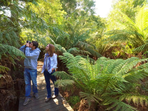 Endeavour Fern Gully Walks - Lennox Head Accommodation 0