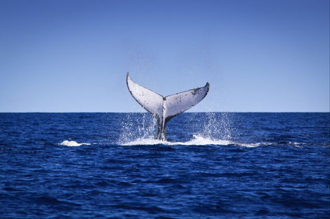 Humpback Whales - Lennox Head Accommodation 0