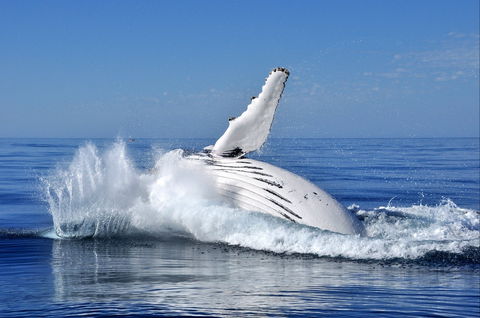 Humpback Whales - Lennox Head Accommodation 1