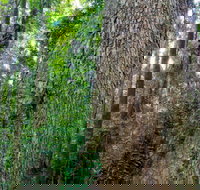 Murray Scrub walking track - Lennox Head Accommodation