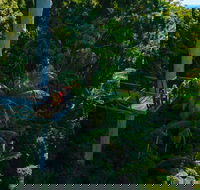 Tamborine Rainforest Skywalk - Lennox Head Accommodation