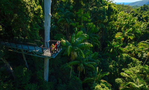 Tamborine Rainforest Skywalk - Lennox Head Accommodation 0
