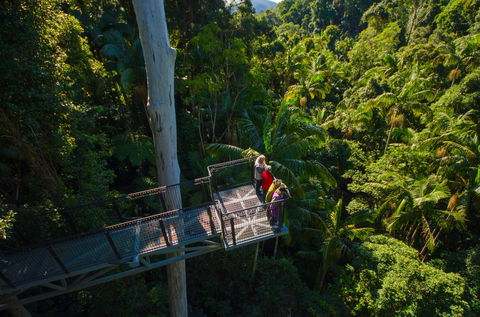 Tamborine Rainforest Skywalk - Lennox Head Accommodation 1