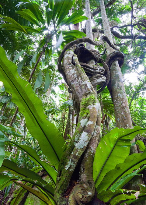 Tamborine Rainforest Skywalk - Lennox Head Accommodation 2