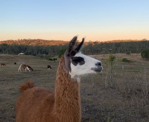 The Llama Farm - Lennox Head Accommodation 0