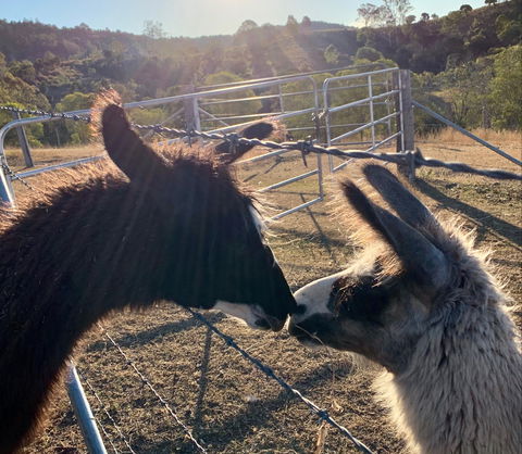 The Llama Farm - Lennox Head Accommodation 1