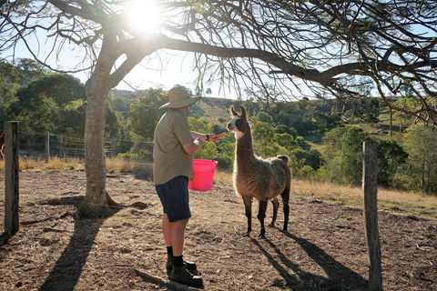 The Llama Farm - Lennox Head Accommodation 2