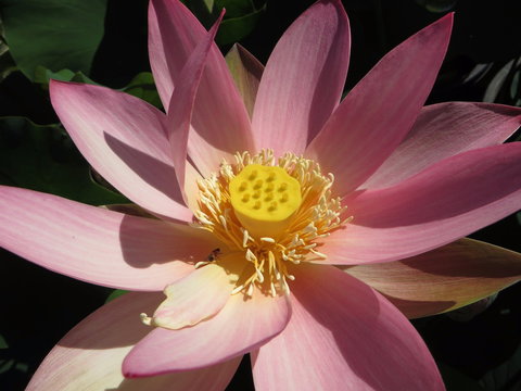 Wallis Creek Water Garden - Lennox Head Accommodation 0