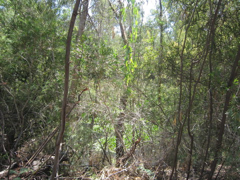 Wangaratta Common Nature Conservation Reserve - Lennox Head Accommodation 0