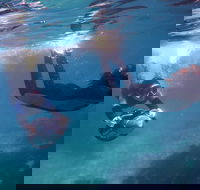 Small-Group Underwater Scooter Experience in Clovelly - Lennox Head Accommodation