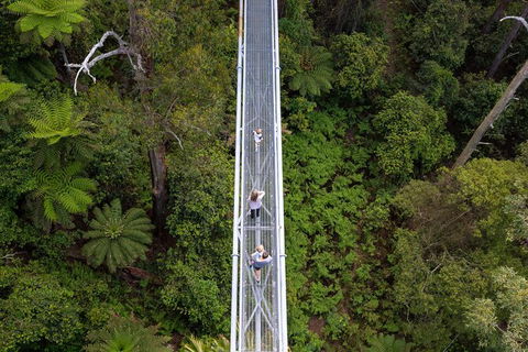 Illawarra Fly Treetop Adventures Treetop Walk Admission Ticket - Lennox Head Accommodation 4