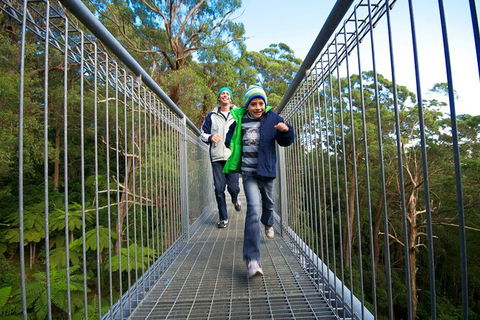 Illawarra Fly Treetop Adventures Treetop Walk Admission Ticket - Lennox Head Accommodation 7