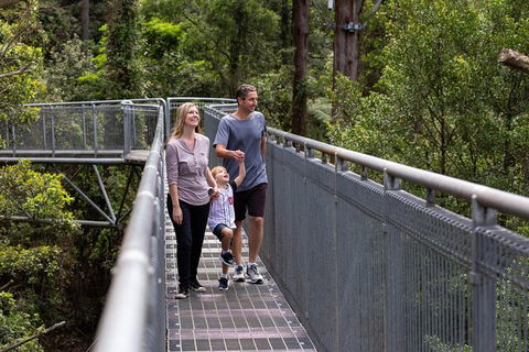 Illawarra Fly Treetop Adventures Treetop Walk Admission Ticket - Lennox Head Accommodation 1