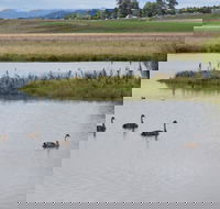 Beardy Waters Dam and Woodlands - Lennox Head Accommodation