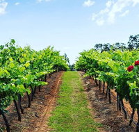 Tintilla Estate Wine Tasting with a Meat and Cheese Platter - Lennox Head Accommodation