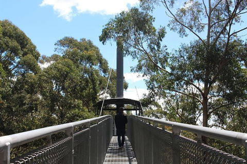 Illawarra Fly Treetop Adventures Admission Including Zipline Tour - Lennox Head Accommodation 2