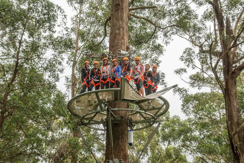 Illawarra Fly Treetop Adventures Admission Including Zipline Tour - Lennox Head Accommodation 4