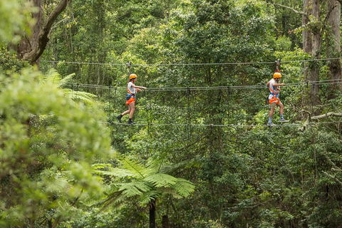 Illawarra Fly Treetop Adventures Admission Including Zipline Tour - Lennox Head Accommodation 0
