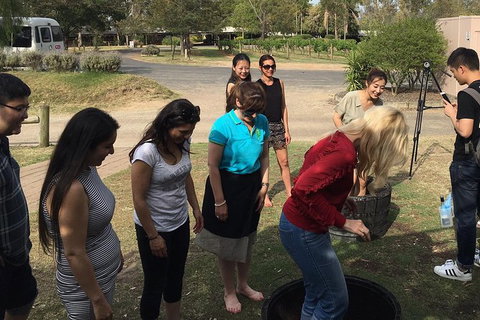 Hunter Valley Grape Stomping - Lennox Head Accommodation 2