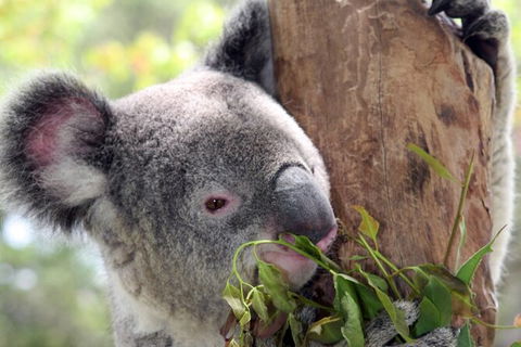 Private 10-hour Tour To Blue Mountains From Sydney - Hotel Pick Up & Drop Off - Lennox Head Accommodation 2