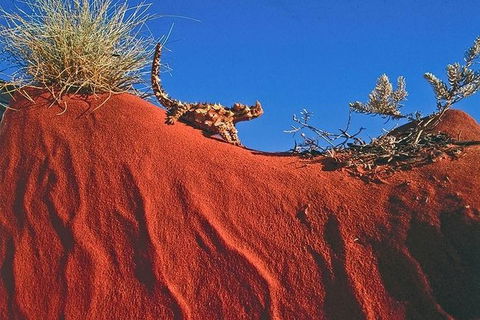 Alice Springs, Uluru Ayers Rock & Kings Canyon 8 Days Touring Package - Lennox Head Accommodation 4