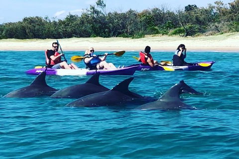 Half Day Dolphin Kayaking And Snorkeling Tour - Lennox Head Accommodation 1