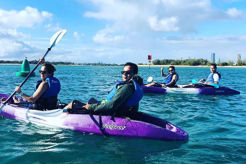 Half Day Dolphin Kayaking And Snorkeling Tour - Lennox Head Accommodation 5