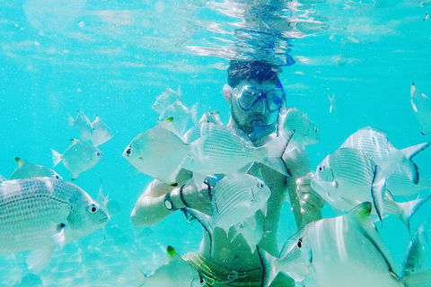 Half Day Dolphin Kayaking And Snorkeling Tour - Lennox Head Accommodation 3